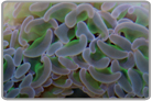 Purple Tip Green Wall Hammer Coral